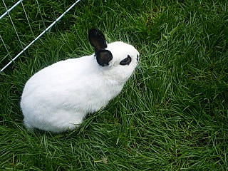 Linalou participe au concours pour gagner de l'argent avec cette photo : domestic_rabbit, grass, hare, plant, rabbit, rabbits_and_hares, snowshoe_hare, tail, wildlife