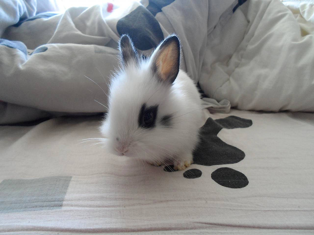 Linalou participe au concours pour gagner de l'argent avec cette photo : domestic_rabbit, ear, fawn, fur, hare, rabbit, rabbits_and_hares, skin, snout, whiskers