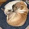dog, pet_bed, wooden_cabinet, floor, small_dog, large_dog, tan_dog, white_dog, curled_up, sleeping, cozy, indoor, fur, animal, companion, resting, cute, domestic, friendship, fluffy