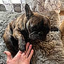 Dinosaur joined the competition — help win amazing prizes! dog, french_bulldog, paw, hand, rug, curtains, indoor, pet, animal, fluffy, brown, black, brindle, close_up, fur, interaction, home, soft_light, cozy, companion