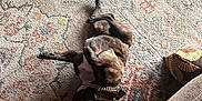 Dinosaur joined the competition — help win amazing prizes! dog, brindle, collar, indoor, rug, patterned_rug, wooden_floor, furniture, playful, pet, canine, relaxed, lying_down, floor, domestic_animal, chain_collar, cozy, home, animal, companion