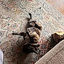dog, brindle, collar, indoor, rug, patterned_rug, wooden_floor, furniture, playful, pet, canine, relaxed, lying_down, floor, domestic_animal, chain_collar, cozy, home, animal, companion