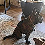 Dinosaur is registered to the contest to win money with this photo: dog, french_bulldog, brindle, sitting, collar, chain, indoor, rug, plant, pot, foil, wood_floor, window, natural_light, furniture, corner, decor, pet, animal, side_view