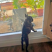 Dinosaur is registered to the contest to win money with this photo: dog, french_bulldog, window, indoor, outdoor, plants, curtain, wooden_floor, pet, collar, chain_collar, garden, rocks, sunlight, house, back_view, standing, curious, daylight, home
