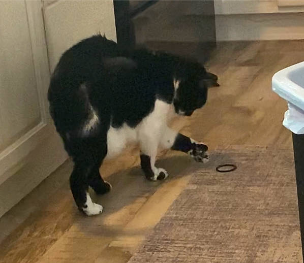 Little Foot is registered to the contest to win money with this photo: black_cat, canidae, carnivore, cat, dog_breed, domestic_short_haired_cat, felidae, floor, flooring, fur, hardwood, paw, small_to_medium_sized_cats, snout, sporting_group, tail, terrestrial_animal, tile, whiskers, wood