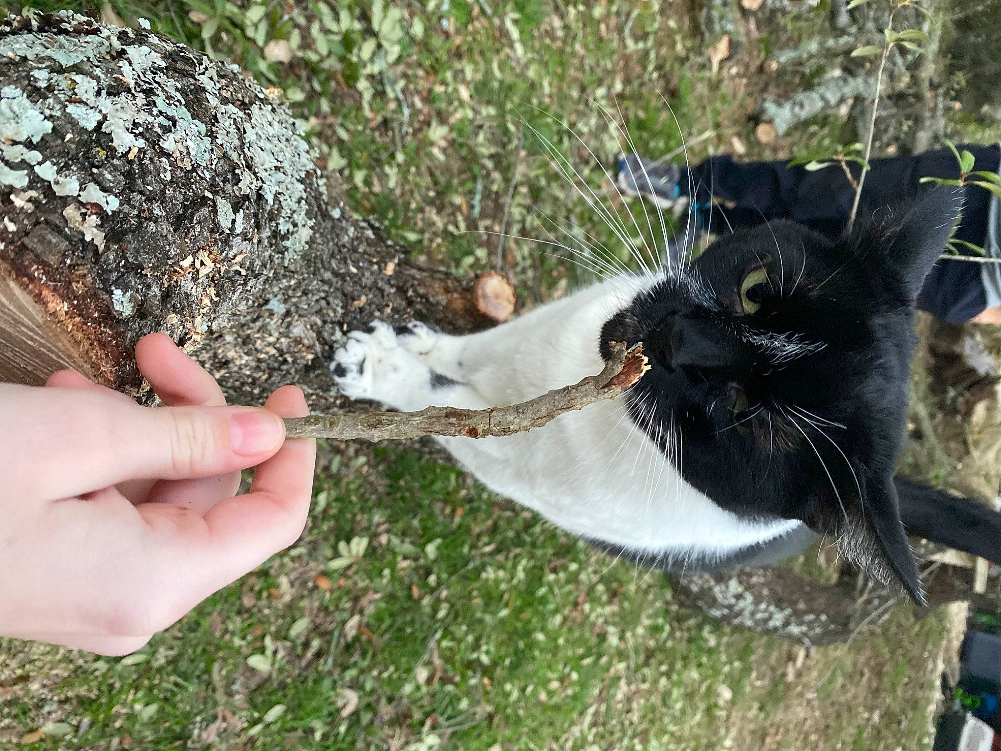 Little Foot joined the competition — help win amazing prizes! black_cat, carnivore, cat, collar, dog_breed, domestic_short_haired_cat, felidae, fur, gesture, grass, groundcover, nail, plant, small_to_medium_sized_cats, soil, tail, terrestrial_animal, thumb, whiskers