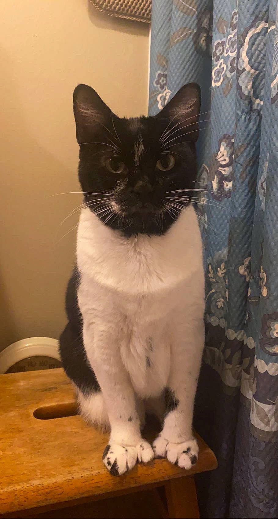 Little Foot is registered to the contest to win money with this photo: carnivore, cat, curtain, domestic_short_haired_cat, felidae, flooring, formal_wear, fur, hardwood, linens, moustache, pattern, paw, small_to_medium_sized_cats, snout, tail, whiskers, window, wood