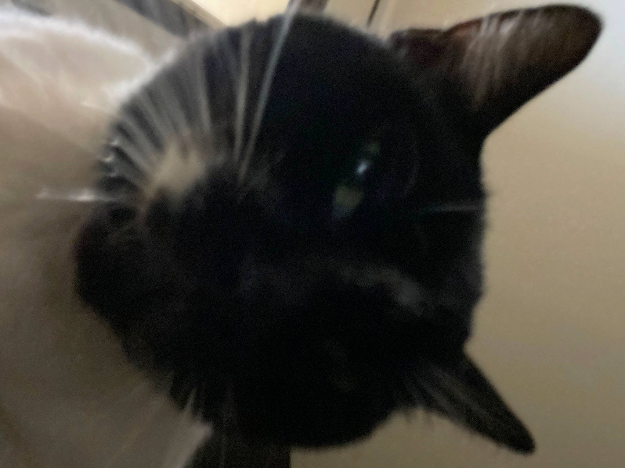 Little Foot joined the competition — help win amazing prizes! black_cat, carnivore, cat, ear, eyelash, felidae, fur, small_to_medium_sized_cats, snout, tail, whiskers