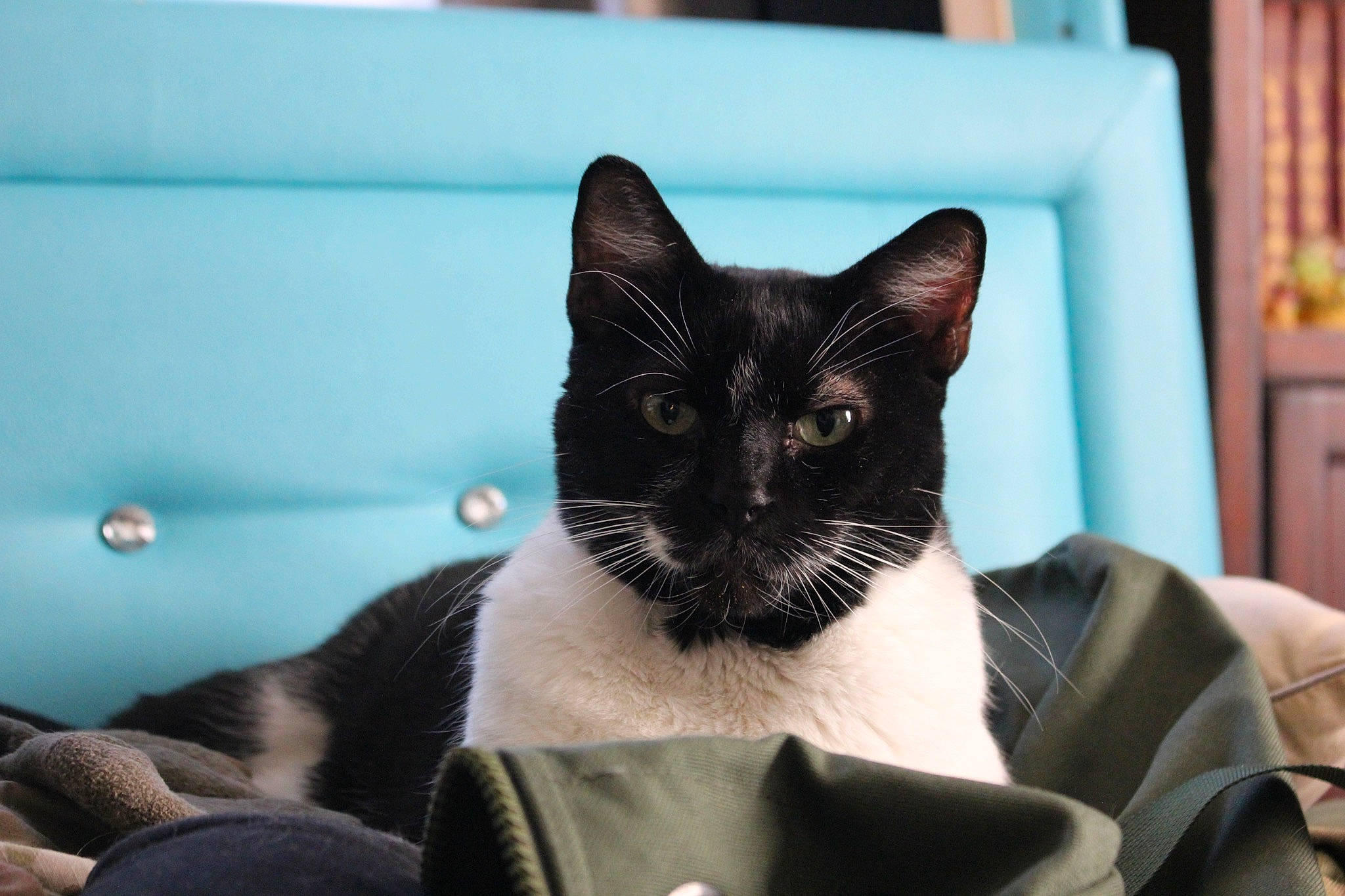 Little Foot joined the competition — help win amazing prizes! black_cat, cabinetry, carnivore, cat, comfort, domestic_short_haired_cat, eye, felidae, formal_wear, fur, head, monochrome_photography, sitting, small_to_medium_sized_cats, snout, tail, whiskers, window