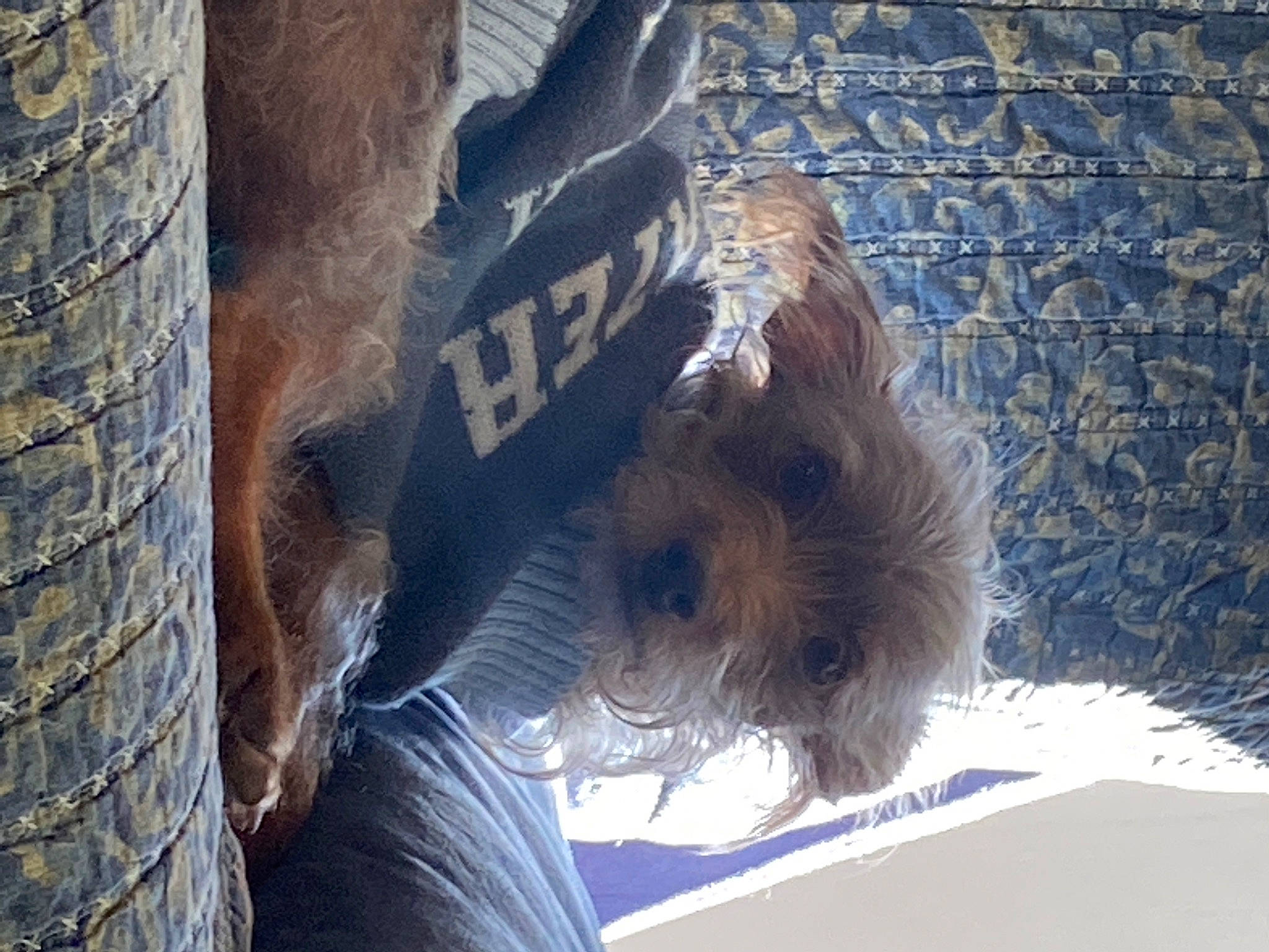 Zeppelin is registered to the contest to win money with this photo: automotive_tire, back, canidae, companion_dog, dog_breed, fur, liver, organism, snout, sporting_group, terrestrial_animal, trunk, wood