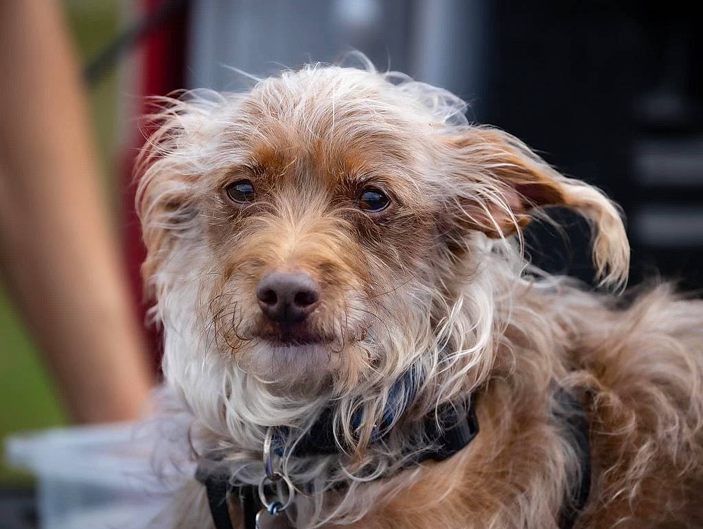 Zeppelin is registered to the contest to win money with this photo: biewer_terrier, canidae, carnivore, collar, companion_dog, dog, dog_breed, dog_collar, fur, maltepoo, small_terrier, snout, sporting_group, terrestrial_animal, terrier, toy_dog, water_dog, working_animal, working_terrier