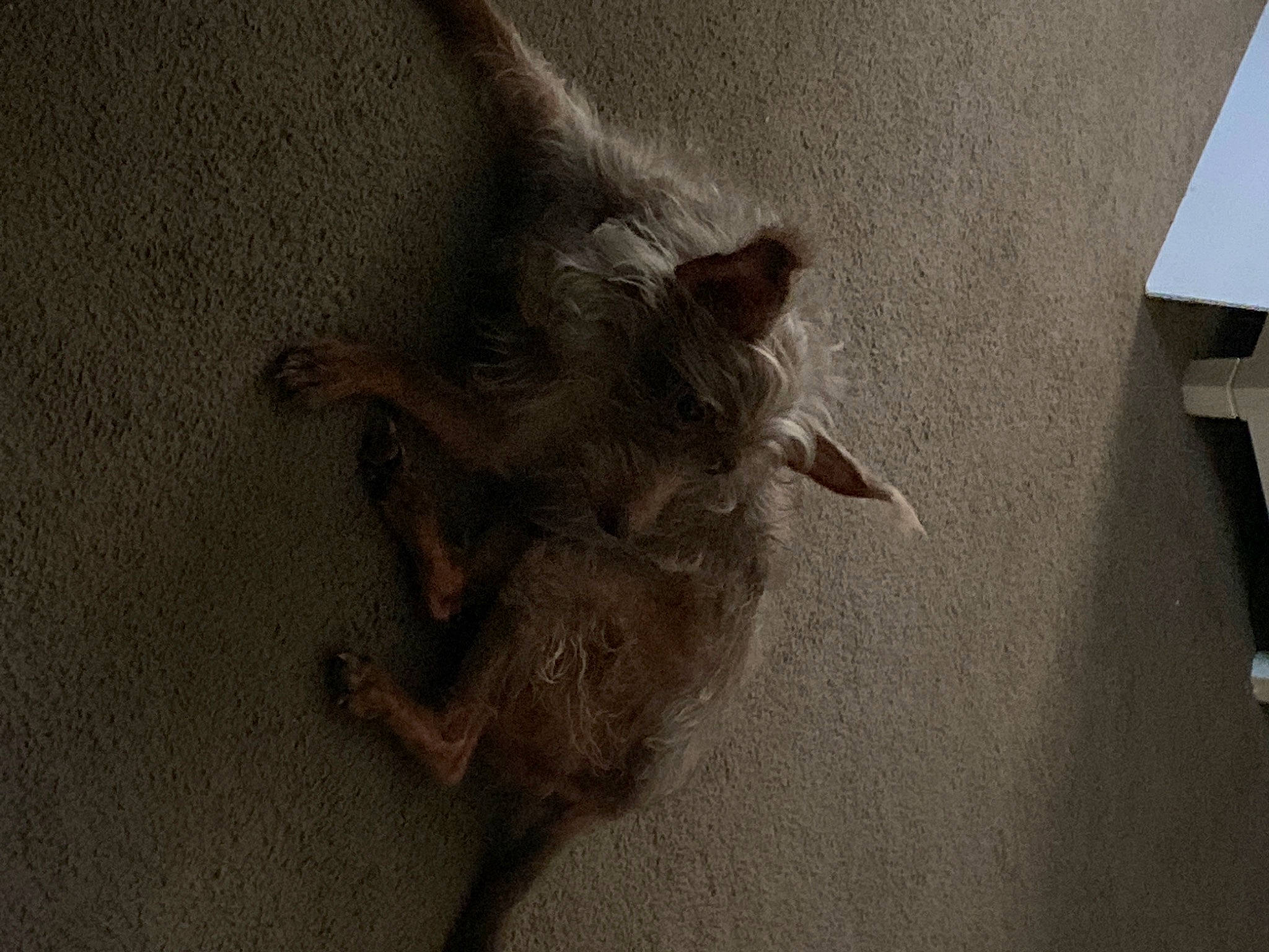 Zeppelin is registered to the contest to win money with this photo: companion_dog, dog_breed, floor, flooring, grey, hardwood, liver, paw, shadow, tail, vampire_bat, wood