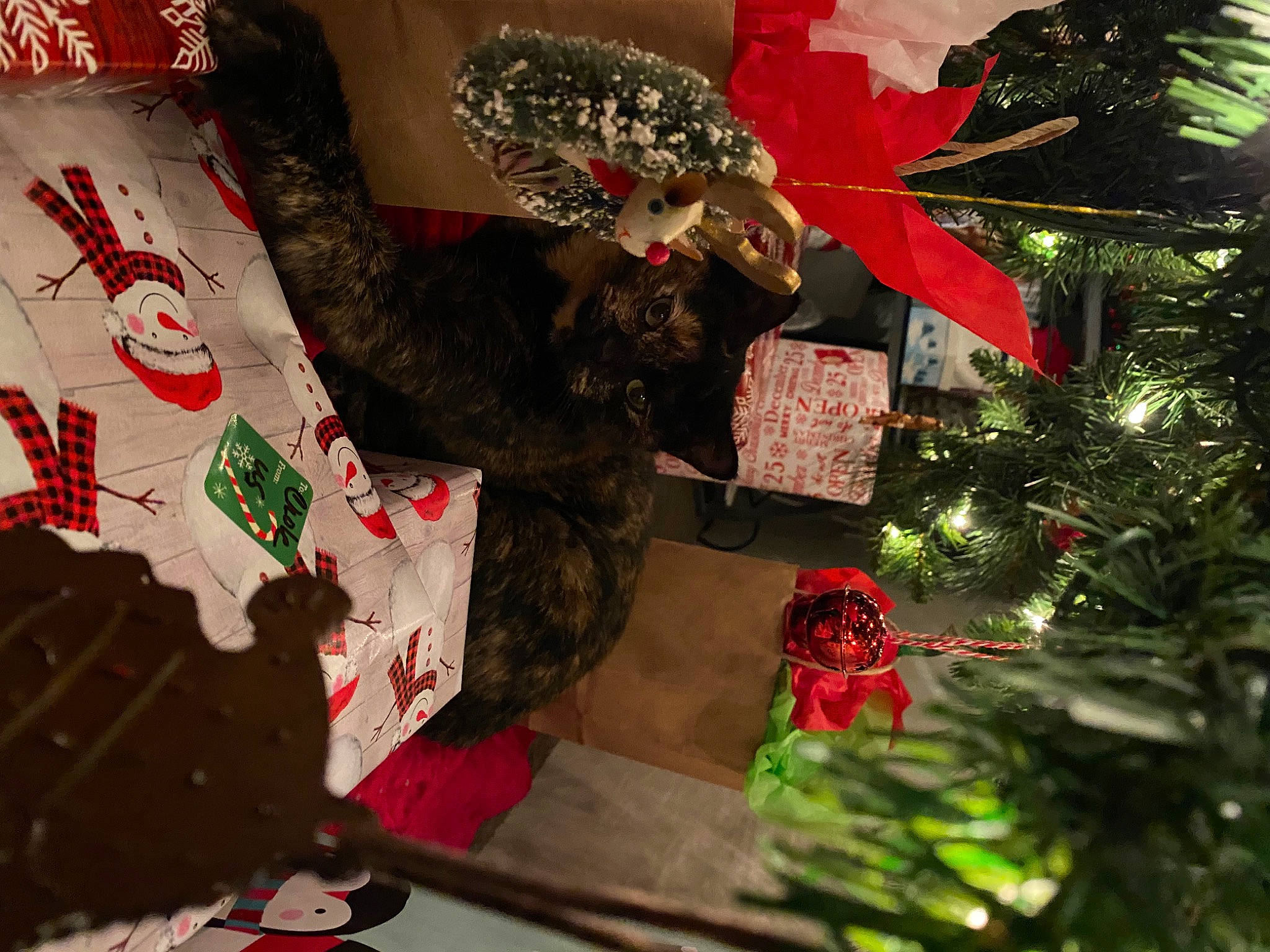 Ash is registered to the contest to win money with this photo: carmine, christmas, christmas_decoration, christmas_eve, christmas_ornament, christmas_tree, conifer, creative_arts, decoration, event, evergreen, holiday, holiday_ornament, interior_design, natural_material, ornament, plant, red, toy, tree