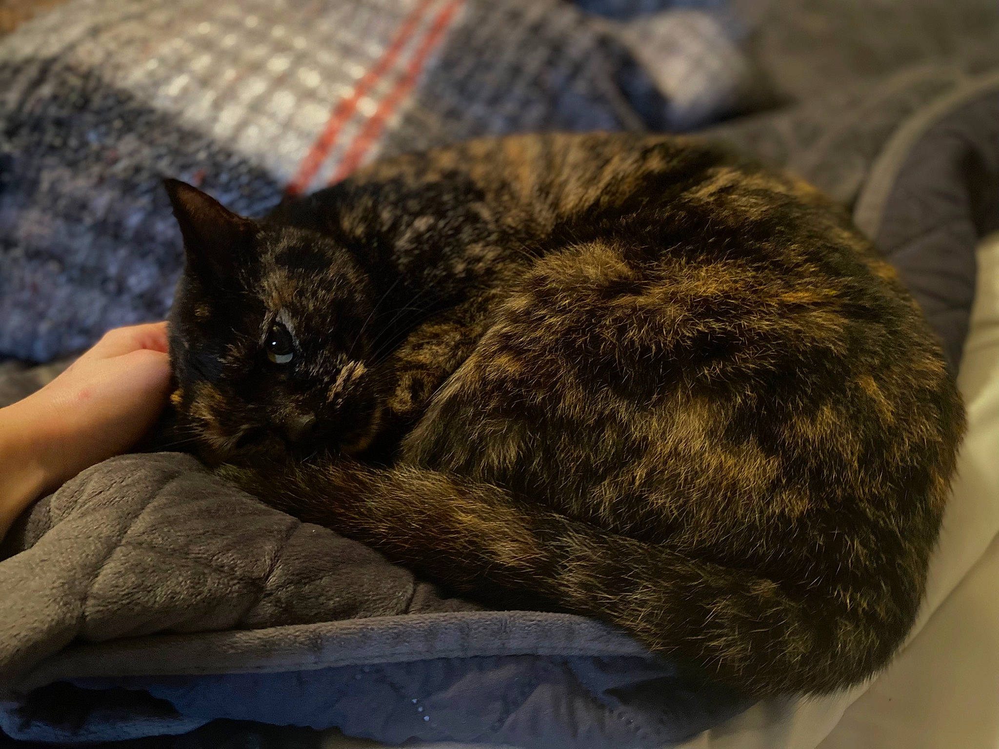 Ash joined the competition — help win amazing prizes! carnivore, cat, claw, comfort, domestic_short_haired_cat, felidae, fur, grass, grey, nap, paw, sleep, small_to_medium_sized_cats, snout, tail, terrestrial_animal, whiskers