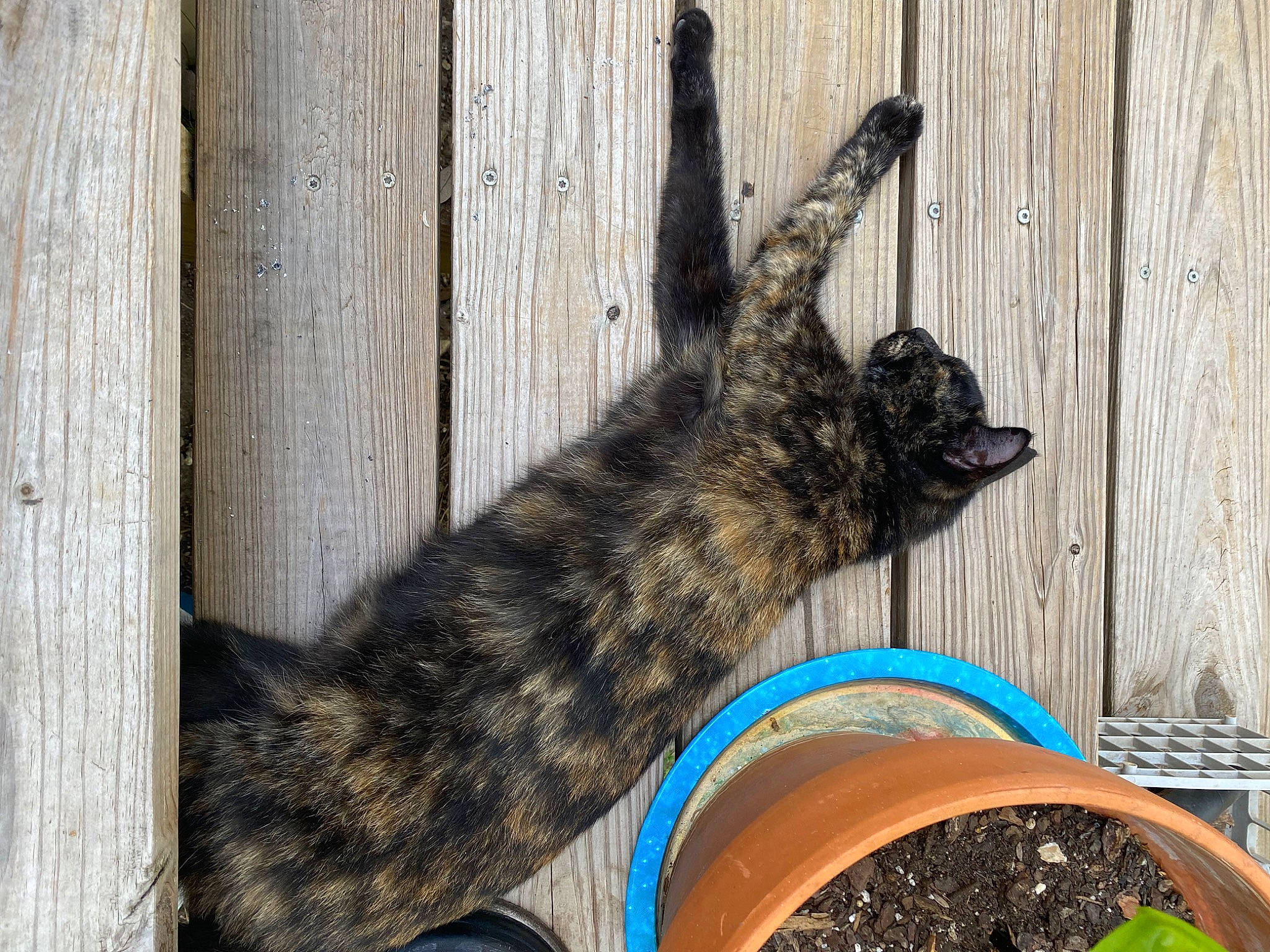 Ash is registered to the contest to win money with this photo: art, carnivore, cat, claw, domestic_short_haired_cat, felidae, fur, hardwood, paw, plant, small_to_medium_sized_cats, snout, soil, tail, terrestrial_animal, tree, whiskers, wildlife, wood