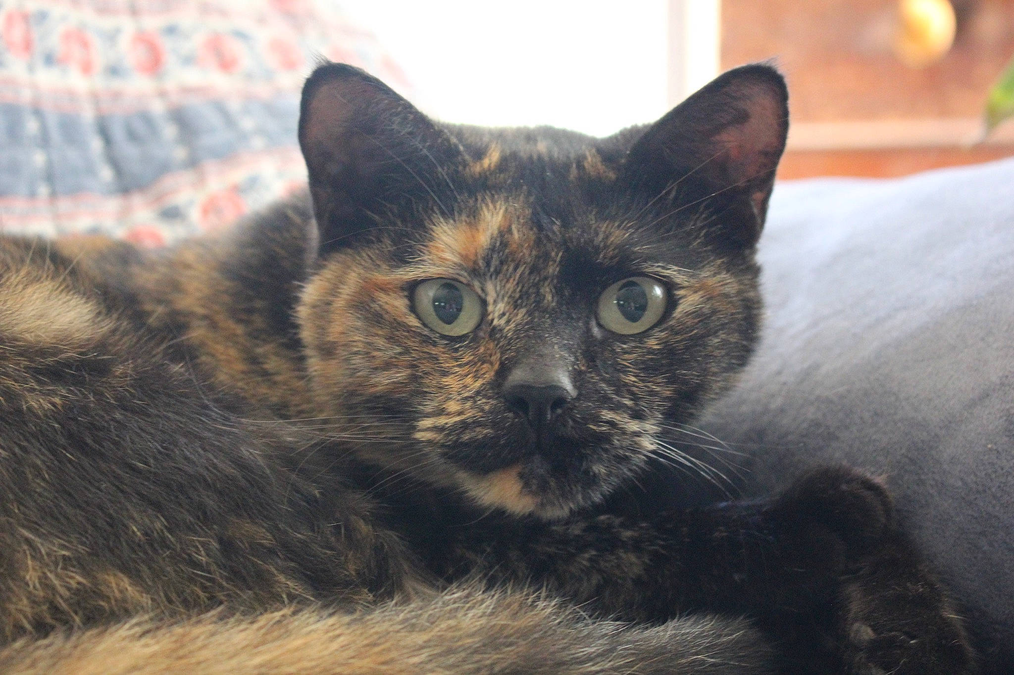 Ash is registered to the contest to win money with this photo: carnivore, cat, close_up, comfort, domestic_short_haired_cat, felidae, fur, small_to_medium_sized_cats, snout, terrestrial_animal, tree, whiskers, wildlife