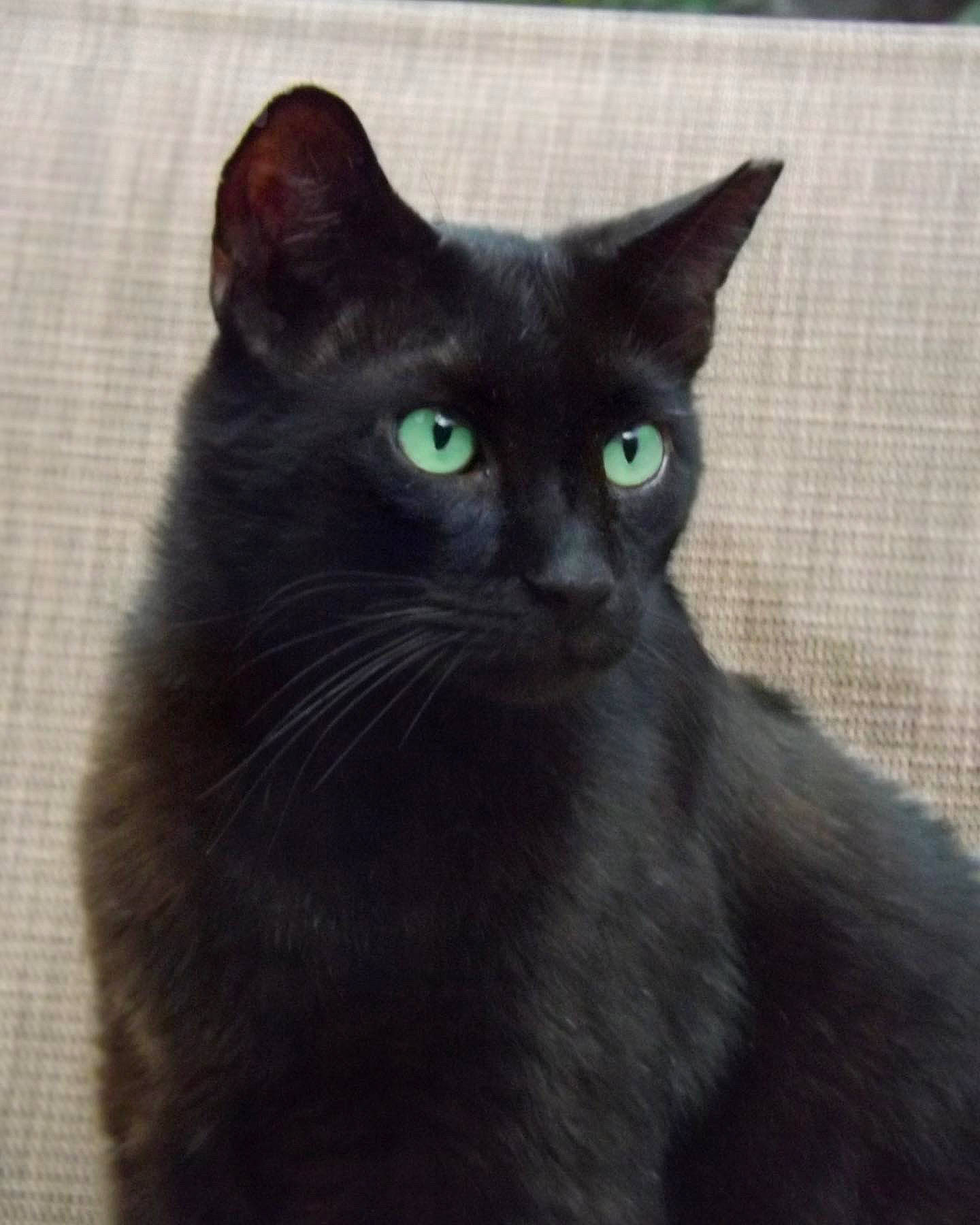 Raven joined the competition — help win amazing prizes! black_cat, carnivore, cat, domestic_short_haired_cat, felidae, fur, small_to_medium_sized_cats, snout, terrestrial_animal, whiskers