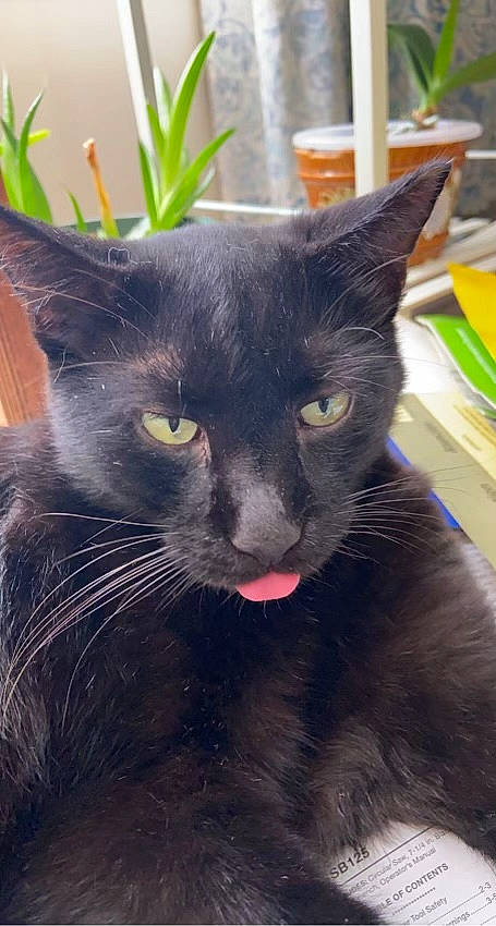 Raven joined the competition — help win amazing prizes! black_cat, bombay, carnivore, cat, domestic_short_haired_cat, felidae, flowerpot, fur, havana_brown, houseplant, plant, small_to_medium_sized_cats, snout, terrestrial_animal, whiskers