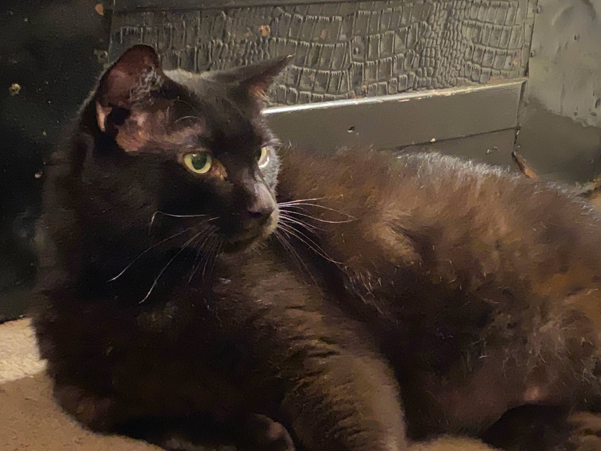 Raven joined the competition — help win amazing prizes! black_cat, bombay, carnivore, cat, claw, domestic_short_haired_cat, felidae, fur, grey, paw, small_to_medium_sized_cats, snout, tail, terrestrial_animal, whiskers