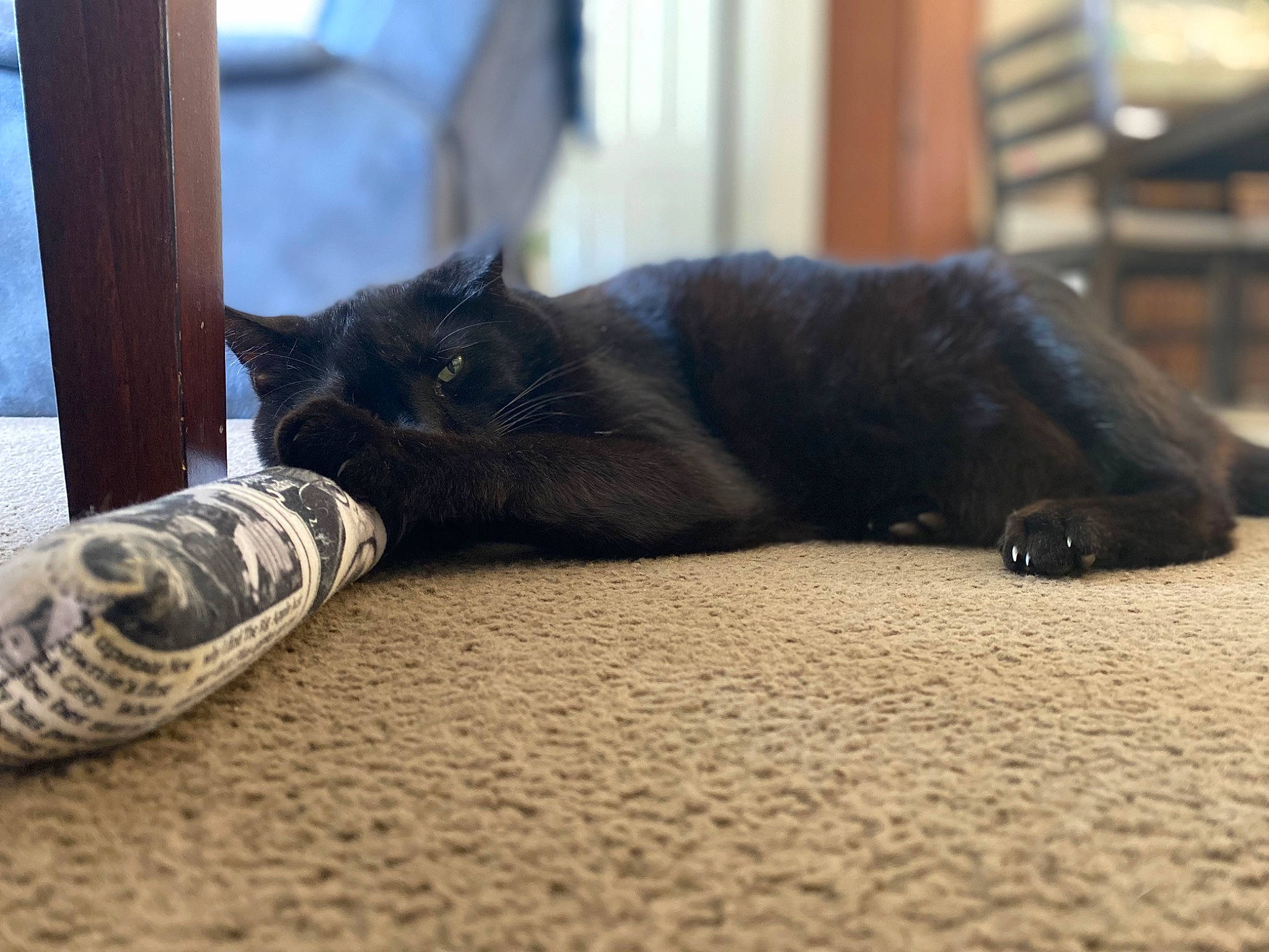 Raven is registered to the contest to win money with this photo: black_cat, carnivore, cat, claw, comfort, domestic_short_haired_cat, felidae, floor, flooring, fur, grey, hardwood, human_leg, sitting, small_to_medium_sized_cats, snout, tail, terrestrial_animal, whiskers, wood