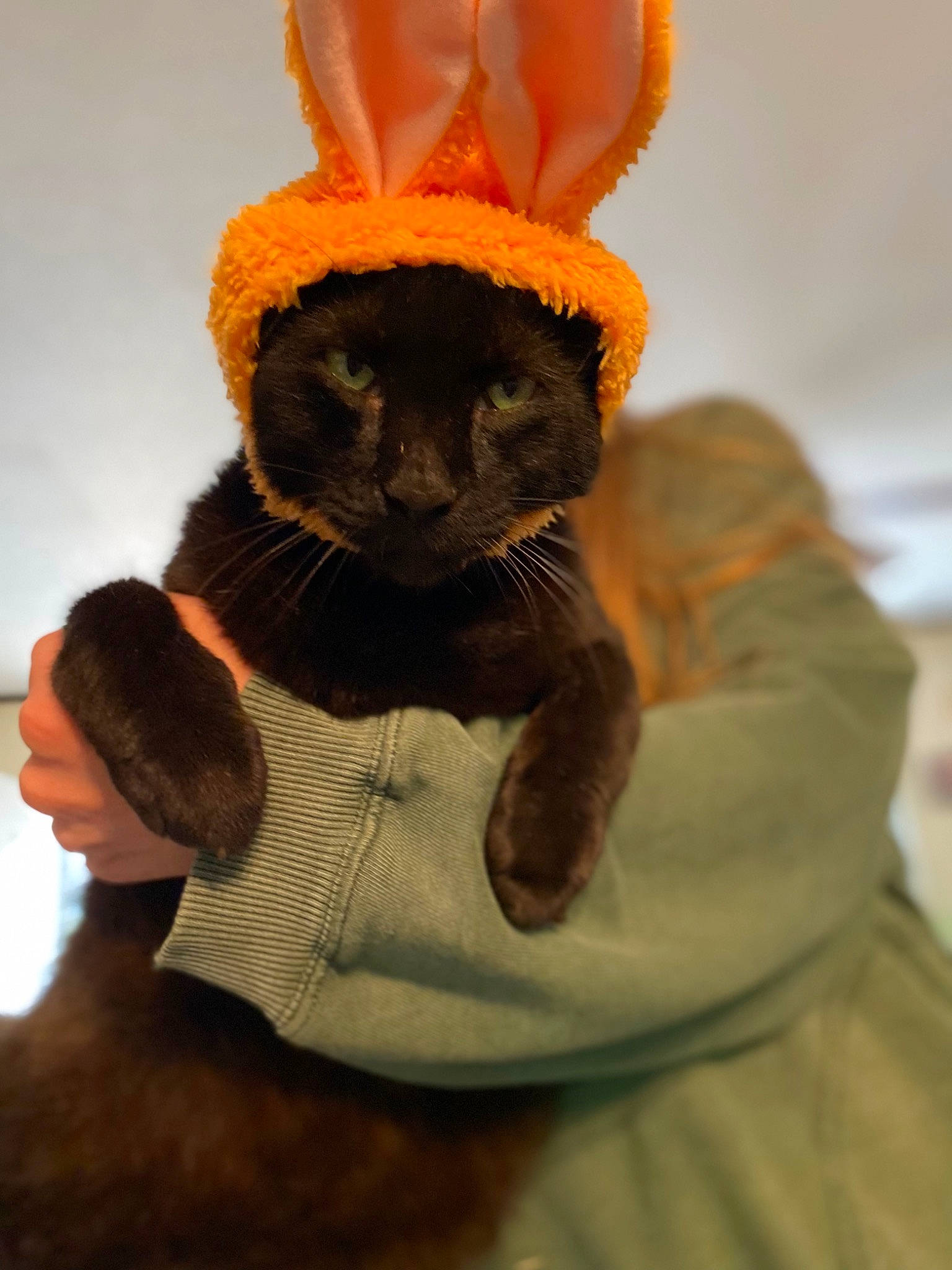 Raven joined the competition — help win amazing prizes! cap, costume, costume_hat, ear, fashion_accessory, fawn, fun, fur, gesture, happy, headgear, human_body, mascot, plush, puppet, snout, stuffed_toy, toy, whiskers, wool