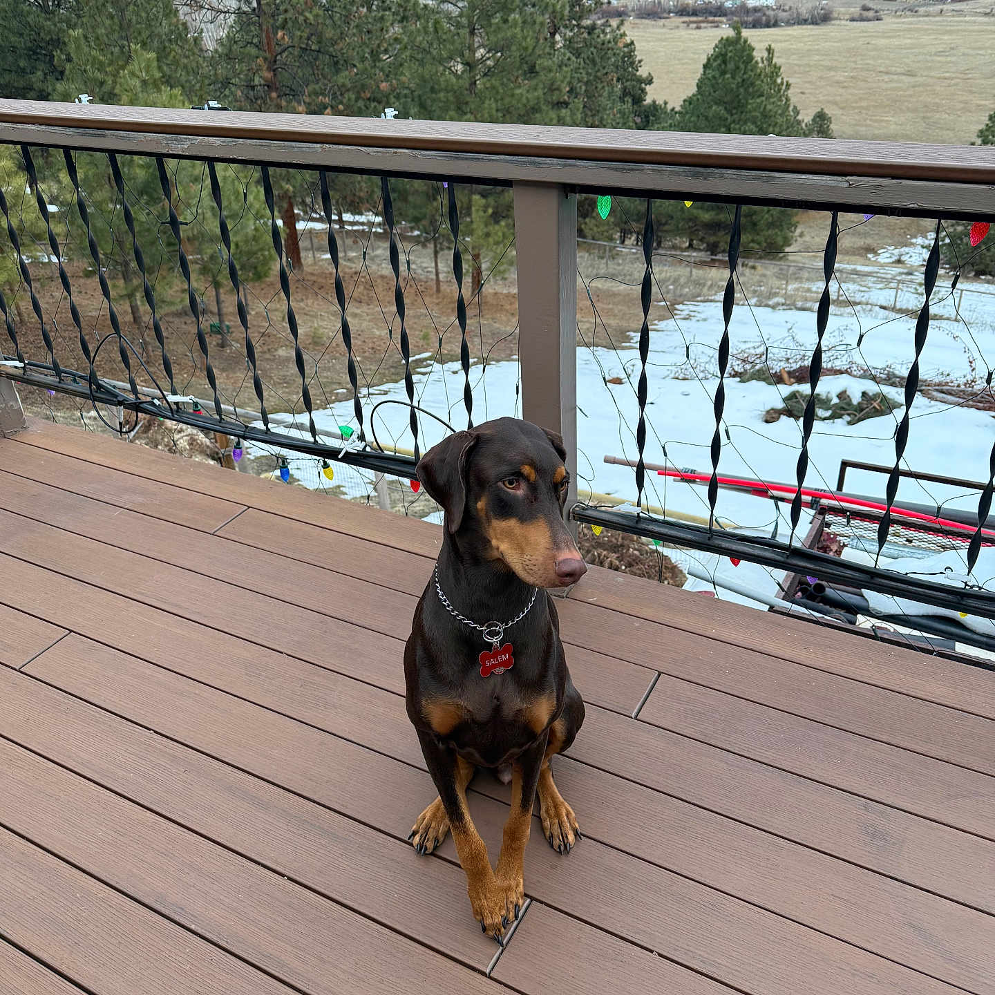 Salem joined the competition — help win amazing prizes! black, brown, canine, collar, deck, doberman, dog, landscape, mountains, name_tag, nature, outdoor, pet, railing, scenic_view, sitting, snow, string_lights, trees, wooden_floor