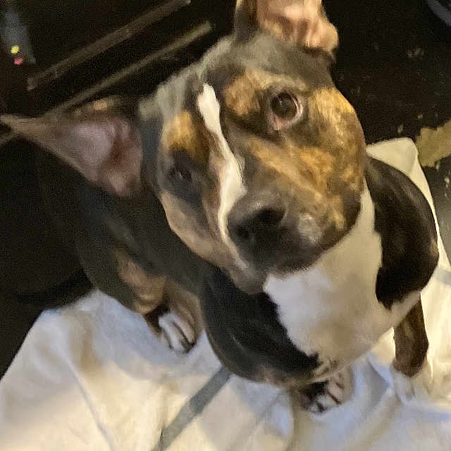 Jaco Bean is registered to the contest to win money with this photo: animal, black, brown, canine, companion, curious, dog, domestic_animal, ears, ears_up, face, floor, fur, indoor, looking_up, pet, portrait, sitting, white, white_cloth