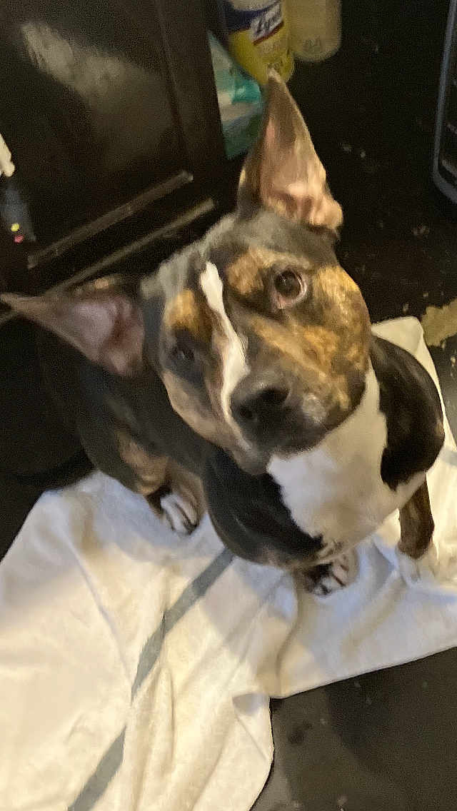 Jaco Bean is registered to the contest to win money with this photo: dog, pet, indoor, floor, white_cloth, ears, brown, black, white, curious, sitting, animal, canine, face, looking_up, ears_up, fur, domestic_animal, portrait, companion