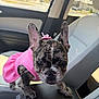 dog, french_bulldog, puppy, brindle_coat, pink_dress, car_interior, front_seat, close_up, big_ears, wet_nose, dark_eyes, whiskers, paws, cute, portrait, pet, vehicle_trip, upholstery, looking_at_camera, seat_center_console