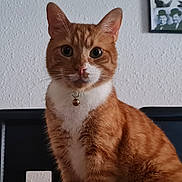 Donald a rejoint le concours — aidez-le/la à gagner de superbes lots ! animal, bell, cat, chair, closeup, collar, curious, domestic_cat, feline, furry, indoor, looking, orange_cat, pet, picture_frame, portrait, sitting, wall, whiskers, white_fur