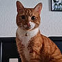 animal, bell, cat, chair, closeup, collar, curious, domestic_cat, feline, furry, indoor, looking, orange_cat, pet, picture_frame, portrait, sitting, wall, whiskers, white_fur