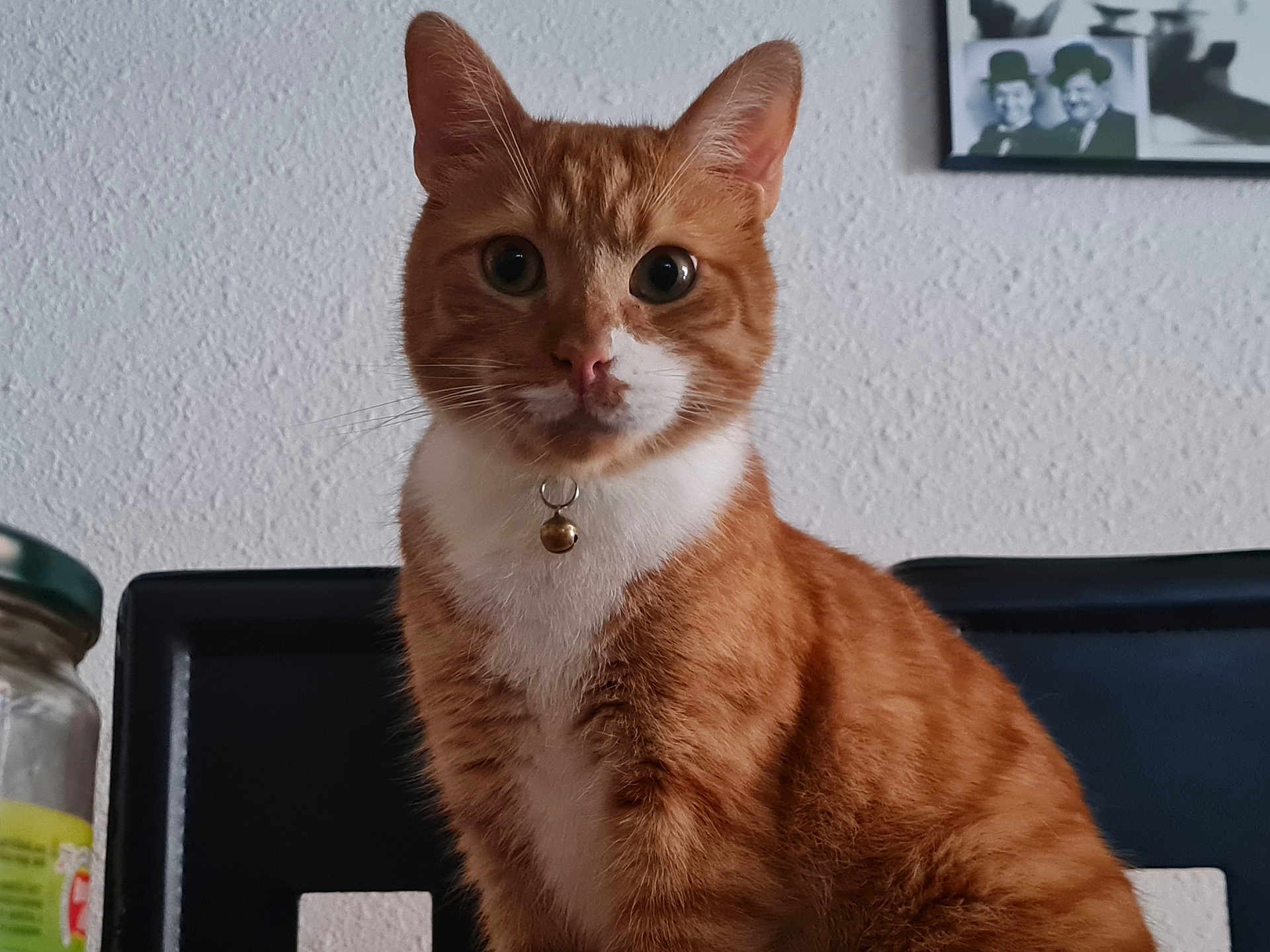 Donald a rejoint le concours — aidez-le/la à gagner de superbes lots ! animal, bell, cat, chair, closeup, collar, curious, domestic_cat, feline, furry, indoor, looking, orange_cat, pet, picture_frame, portrait, sitting, wall, whiskers, white_fur