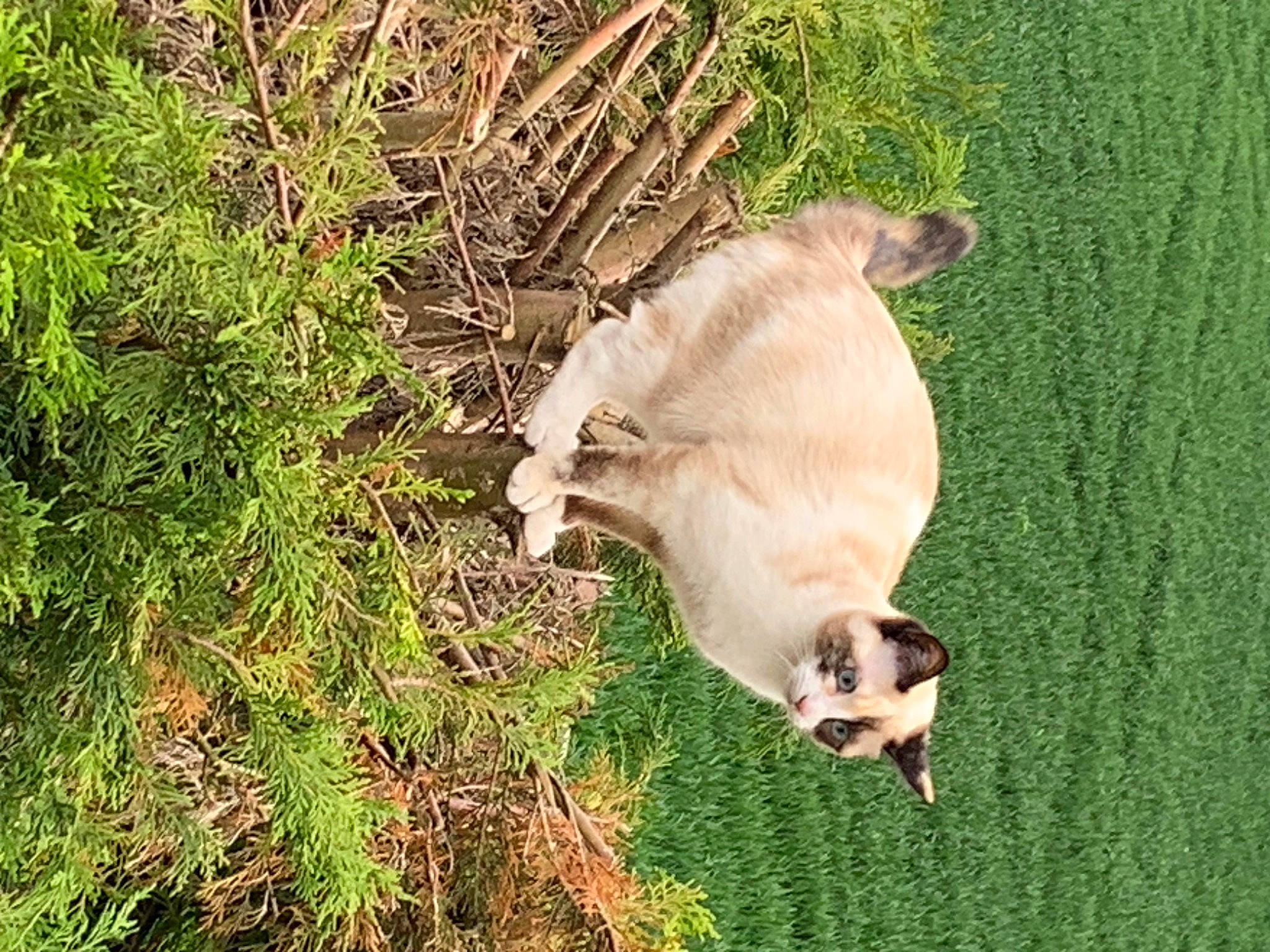 Flockie a rejoint le concours — aidez-le/la à gagner de superbes lots ! canidae, carnivore, cat, companion_dog, dog_breed, fawn, felidae, fur, grass, grassland, groundcover, pasture, plant, small_to_medium_sized_cats, sporting_group, tail, terrestrial_animal, whiskers, wood, working_animal