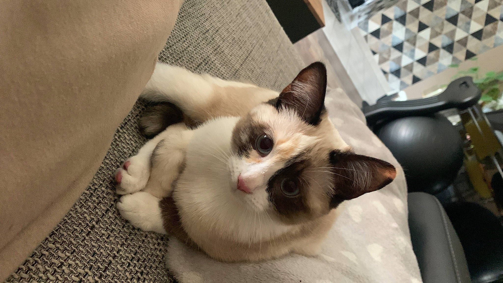 Flockie a rejoint le concours — aidez-le/la à gagner de superbes lots ! balinese, carnivore, cat, claw, comfort, domestic_short_haired_cat, fang, fawn, felidae, foot, fur, input_device, paw, peripheral, siamese, small_to_medium_sized_cats, tail, terrestrial_animal, thai, whiskers