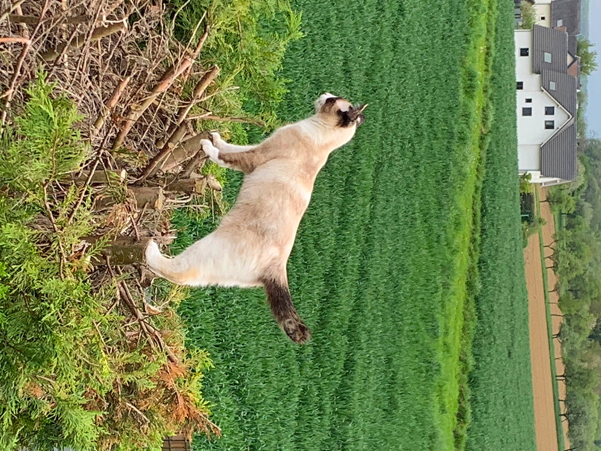 Flockie a rejoint le concours — aidez-le/la à gagner de superbes lots ! canidae, carnivore, dog_breed, fawn, felidae, fur, grass, grass_family, grassland, landscape, pasture, plant, slope, sporting_group, tail, terrestrial_animal, tree, trunk, wildlife, wood