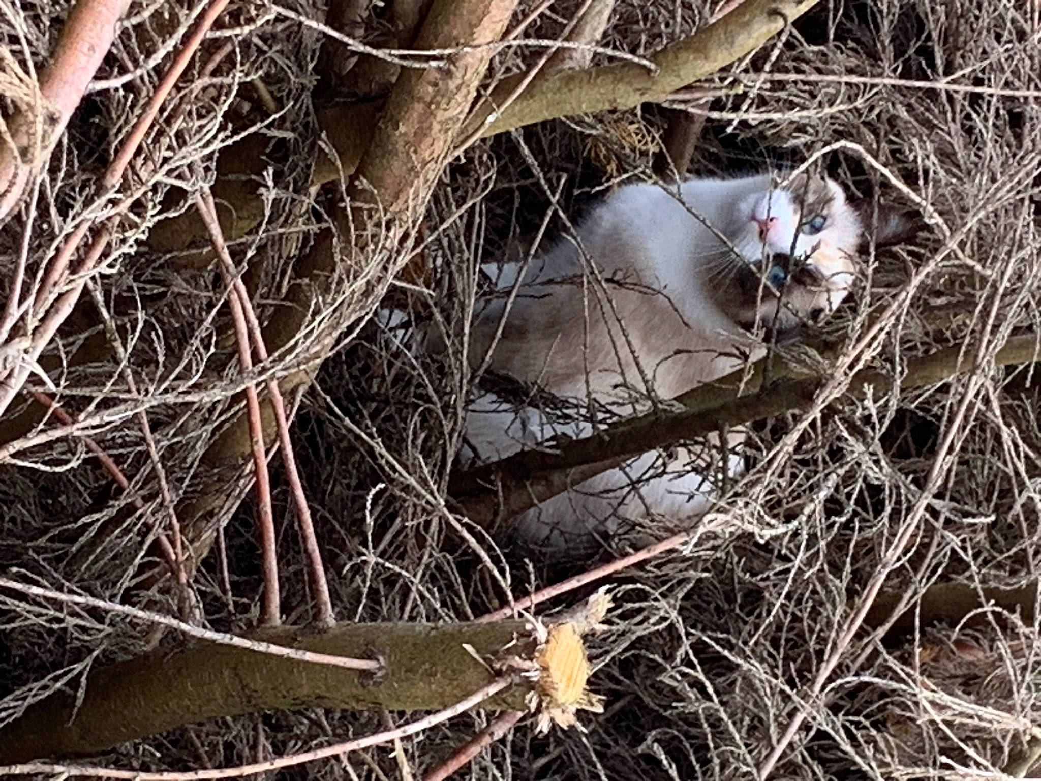 Flockie a rejoint le concours — aidez-le/la à gagner de superbes lots ! beak, branch, carnivore, cat, felidae, fur, grass, plant, plant_stem, small_to_medium_sized_cats, soil, tail, terrestrial_animal, terrestrial_plant, tree, trunk, twig, whiskers, wildlife, wood
