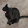 Penelope is registered to the contest to win money with this photo: animal, black_cat, cardboard_box, carpet, cat, close_up, empty_space, fur, home_interior, indoor, mammal, mouth_open, paws, pet, relaxed, sitting, tail, texture, whiskers, yawning