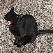 Penelope joined the competition — help win amazing prizes! animal, black_cat, cardboard_box, carpet, cat, close_up, empty_space, fur, home_interior, indoor, mammal, mouth_open, paws, pet, relaxed, sitting, tail, texture, whiskers, yawning