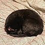 Penelope joined the competition — help win amazing prizes! bed, black_cat, blanket, cat, cozy, curled_ball, curled_up, duvet, ear, feline, fur, home, indoor, patterned, pet, resting, sleeping, soft, tail, textile