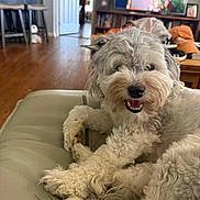 Livvi is registered to the contest to win money with this photo: dog, white_dog, fluffy, couch, living_room, smiling_dog, pet, fur, wooden_floor, television, furniture, indoor, relaxed, happy, domestic_animal, cozy, home, canine, portrait, household