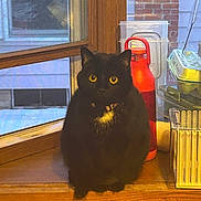 Moxxie is registered to the contest to win money with this photo: cat, black_cat, yellow_eyes, collar, windowsill, window, wood, red_thermos, egg_carton, indoor, pet, animal, domestic, household, still_life, feline, cute, curious, sitting, portrait