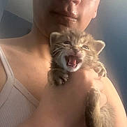 Gargaroth is registered to the contest to win money with this photo: person, kitten, cat, animal, pet, holding, close_up, indoor, tank_top, mouth_open, cute, feline, face, hand, small_animal, young, fur, whiskers, expression, light