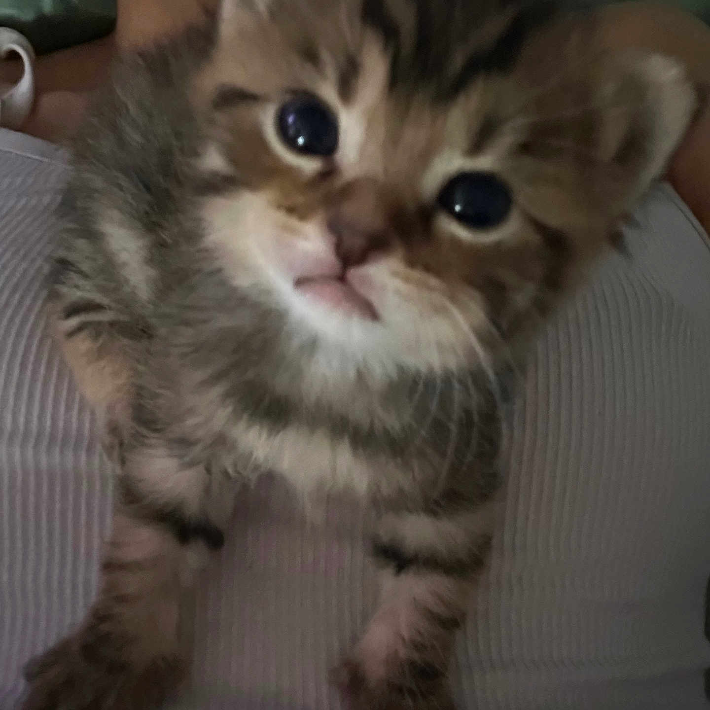 Gargaroth joined the competition — help win amazing prizes! kitten, cat, animal, pet, fur, whiskers, eyes, face, paw, tabby, striped, cute, closeup, indoor, person, clothing, white, tank_top, resting, young