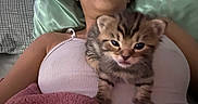 Gargaroth joined the competition — help win amazing prizes! kitten, cat, tabby, pet, animal, person, bed, blanket, pillow, resting, cute, fur, indoor, cozy, young, small, sleepwear, pink_blanket, white_top, closeup