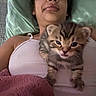 kitten, cat, tabby, pet, animal, person, bed, blanket, pillow, resting, cute, fur, indoor, cozy, young, small, sleepwear, pink_blanket, white_top, closeup