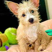 Scrappy Barkswell is registered to the contest to win money with this photo: dog, puppy, fluffy, ears, blanket, toy, green_toy, indoor, pet, cute, curious, small_dog, nose, fur, sitting, bedroom, cozy, animal, portrait, coin