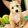 Scrappy Barkswell