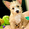 dog, puppy, fluffy, ears, blanket, toy, green_toy, indoor, pet, cute, curious, small_dog, nose, fur, sitting, bedroom, cozy, animal, portrait, coin