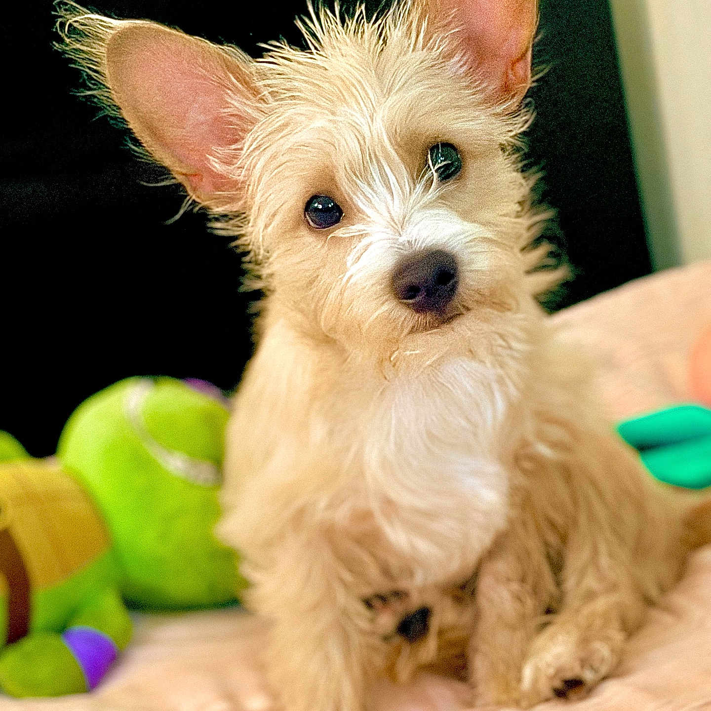 Scrappy Barkswell is registered to the contest to win money with this photo: dog, puppy, fluffy, ears, blanket, toy, green_toy, indoor, pet, cute, curious, small_dog, nose, fur, sitting, bedroom, cozy, animal, portrait, coin