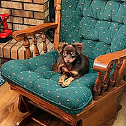 Bella joined the competition — help win amazing prizes! dog, small_dog, brown_dog, rocking_chair, wooden_chair, green_cushion, indoor, brick_wall, wooden_floor, pet, animal, cozy, furniture, ears, sitting, home, relaxing, cute, domestic, companion